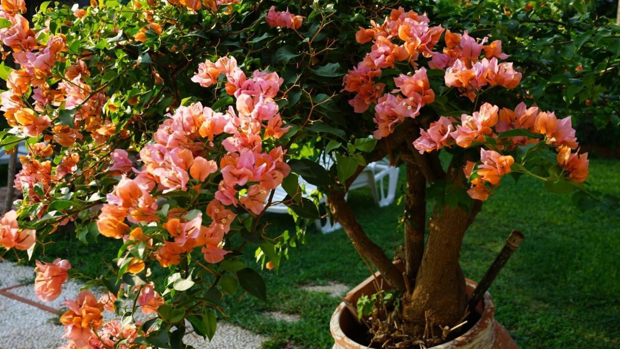 Villa Megna - Green Paradise B&B ปาแลร์โม ภายนอก รูปภาพ