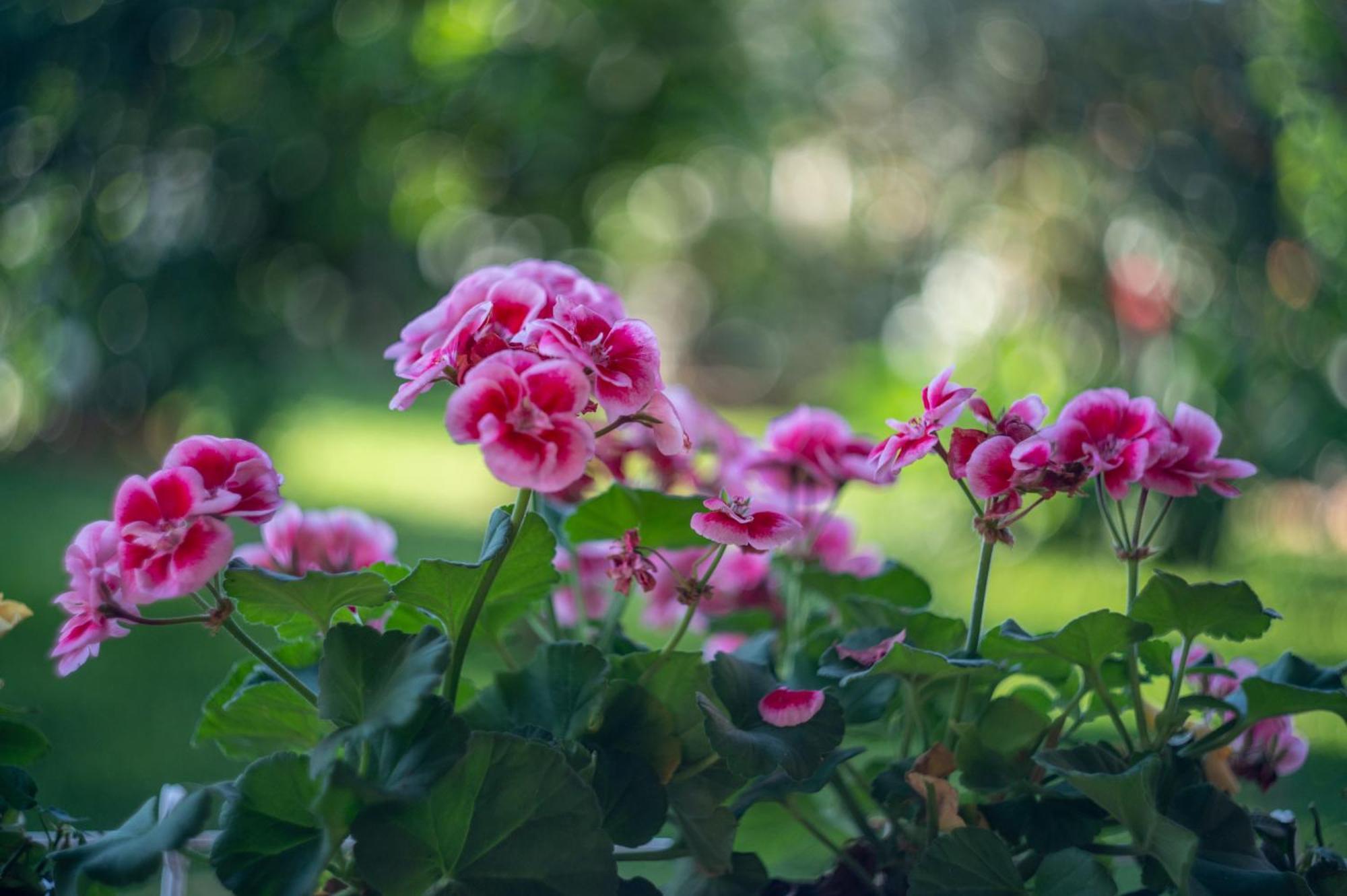 Villa Megna - Green Paradise B&B ปาแลร์โม ภายนอก รูปภาพ